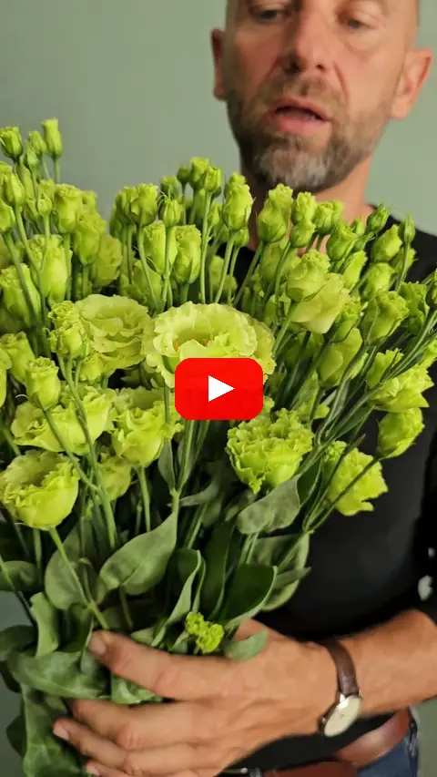 Video: Eustoma Rosita Rose Pink