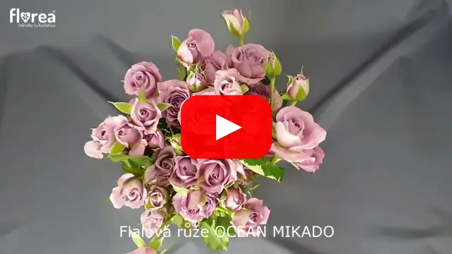 Video: Fialová růže OCEAN MIKADO