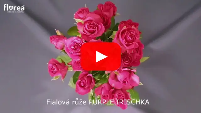 Video: Fialová růže PURPLE IRISCHKA