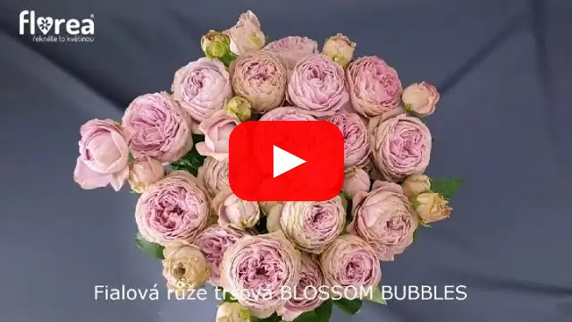 Video: Fialová růže trsová BLOSSOM BUBBLES
