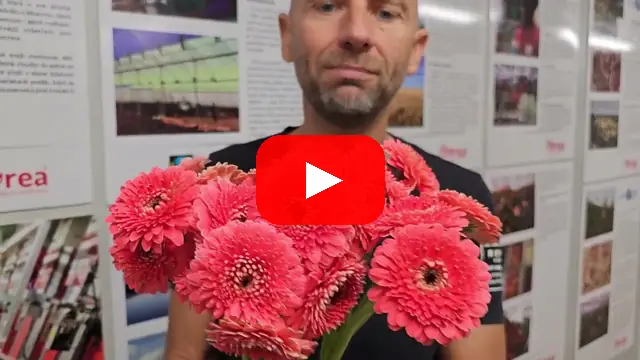 Video: Gerbera mini BOLVORMIG BOLERO NOANOA