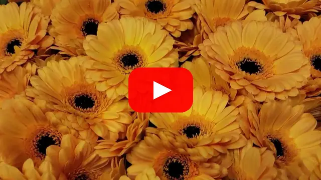 Video: Gerbera mini BONDI BEACH