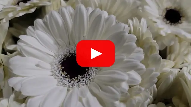 Video: Gerbera mini LIDO