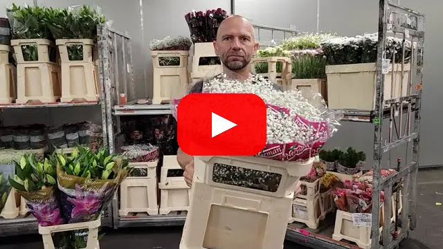 Video: Gypsophila nebo také nevěstin závoj