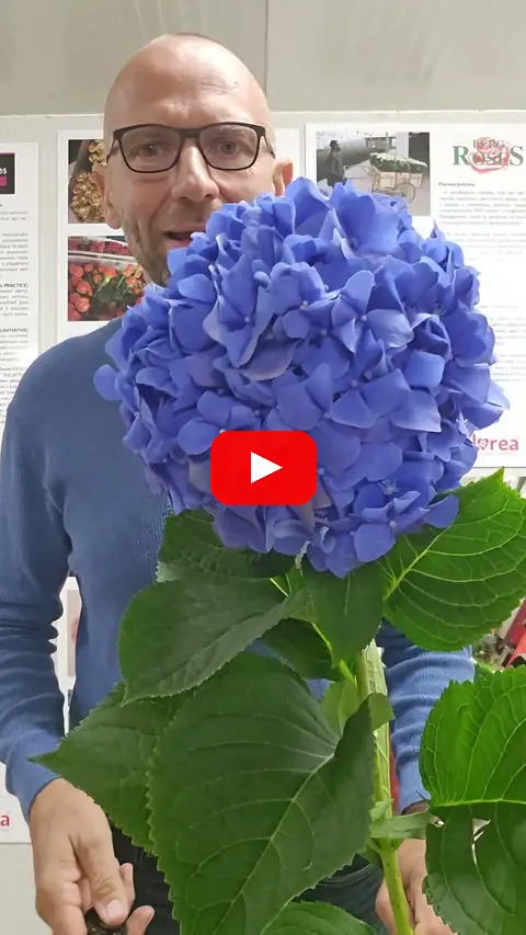 Video: Hortenzie kytice