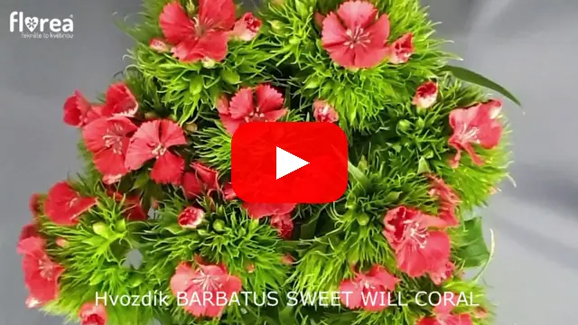 Video: Hvozdík BARBATUS SWEET WILL CORAL
