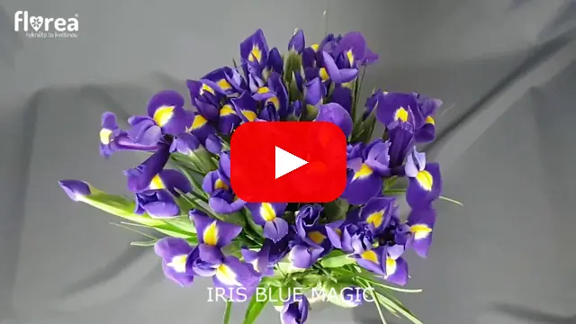 Video: IRIS BLUE MAGIC