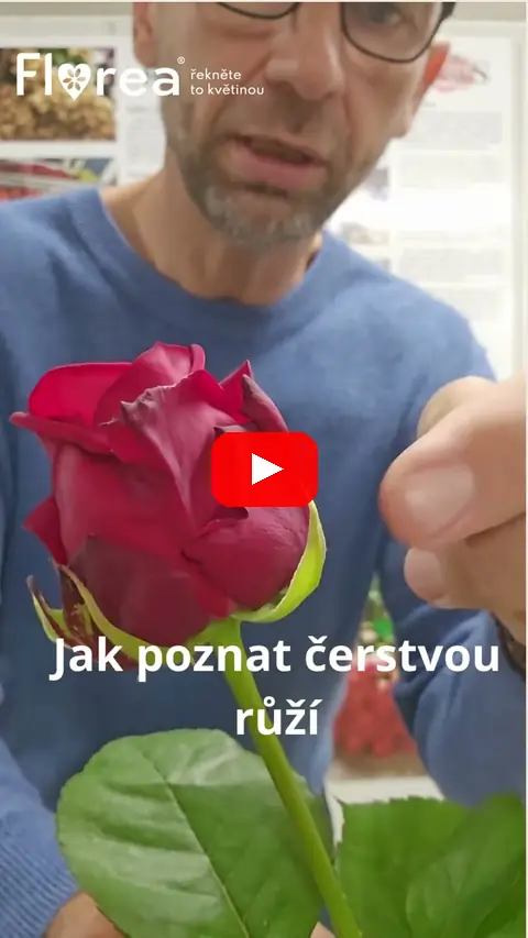 Video: Jak poznat čerstvou růži