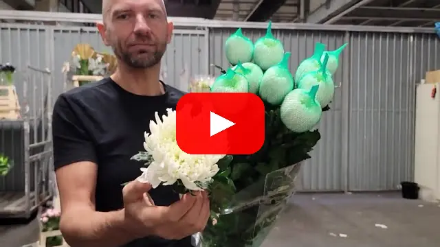 Video: Jednokvětá chryzantéma G MAGNUM