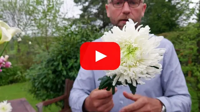 Video: Jednokvěté chryzantémy Magnum