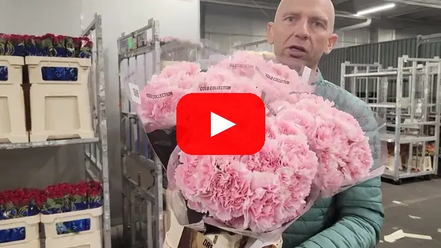 Video: Jednokvětý růžový karafiát ST ROMANCE
