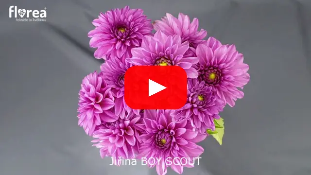 Video: Jiřina BOY SCOUT