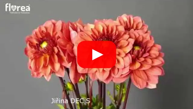 Video: Jiřina DEC SALMON RUNNER
