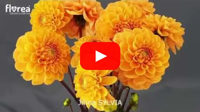 Video: Jiřina SYLVIA