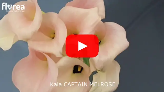 Video: Kala CAPTAIN MELROSE