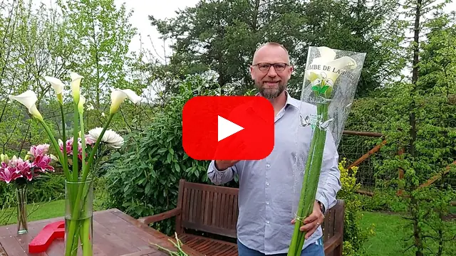Video: Kaly (zantedeschia) Colombe De La Paix
