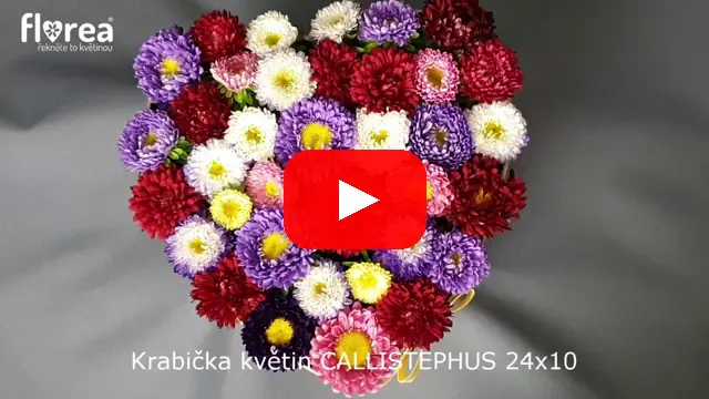 Video: Krabička květin CALLISTEPHUS