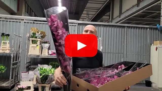 Video: Krásná rudá orchidej CYMBIDIUM CHANTAL