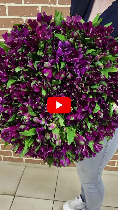Video: Kytice 100 Alstromerie Carline