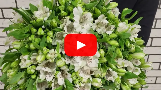 Video: Kytice 100 Alstromerie Virginia