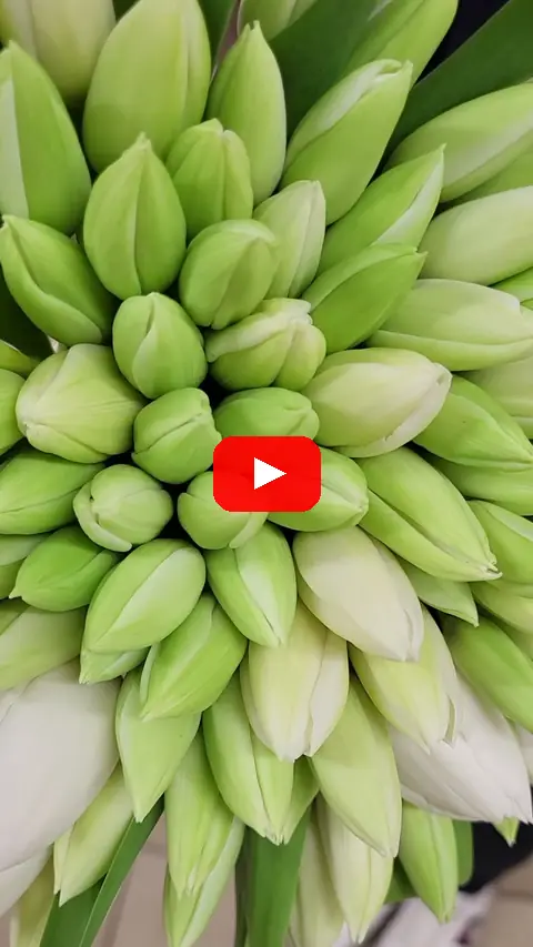 Video: Kytice 100 bílých tulipánů