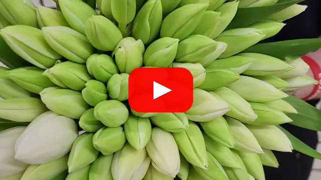 Video: Kytice 100 bílých tulipánů