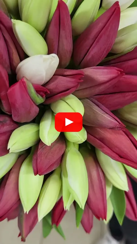 Video: Kytice 100 červených a bílých tulipánů