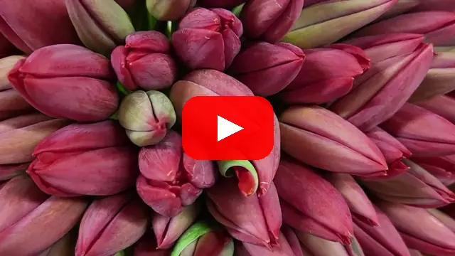 Video: Kytice 100 červených tulipánů