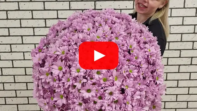 Video: Kytice 100 Chryzanthema T Softone