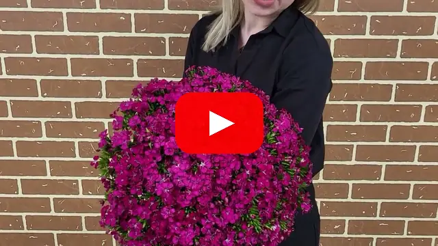 Video: Kytice 100 Dianthus Barbatus Amazon Neon Cherry