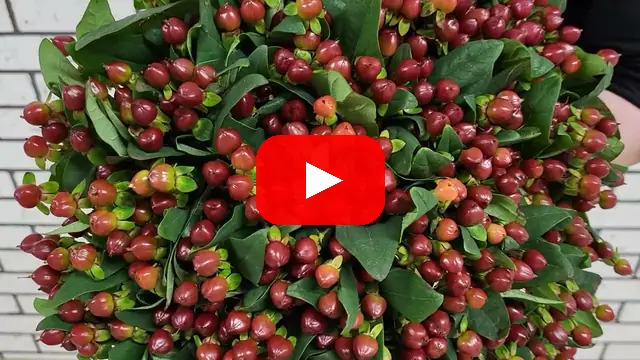 Video: Kytice 100 Hypericum Magical Cherry