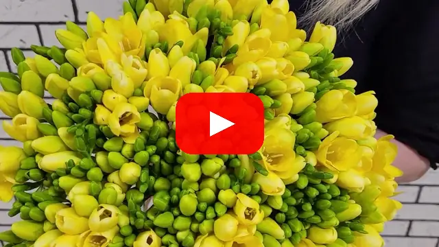 Video: Kytice 100 jednoduchých žlutých frézií