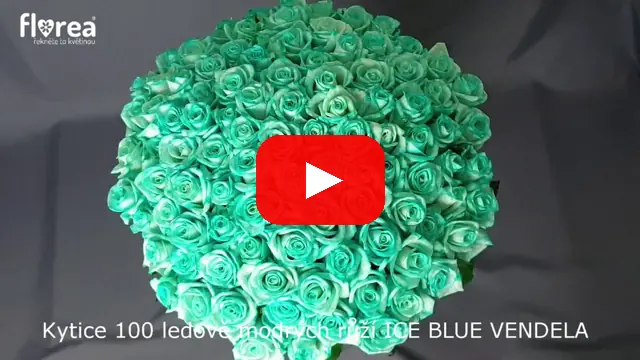 Video: Kytice 100 ledově modrých růží ICE BLUE VENDELA