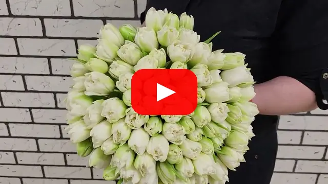 Video: Kytice 100 Tulipa DU Northcap