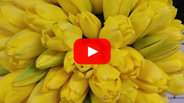Video: Kytice 100 TULIPA EN GOLDEN PARADE