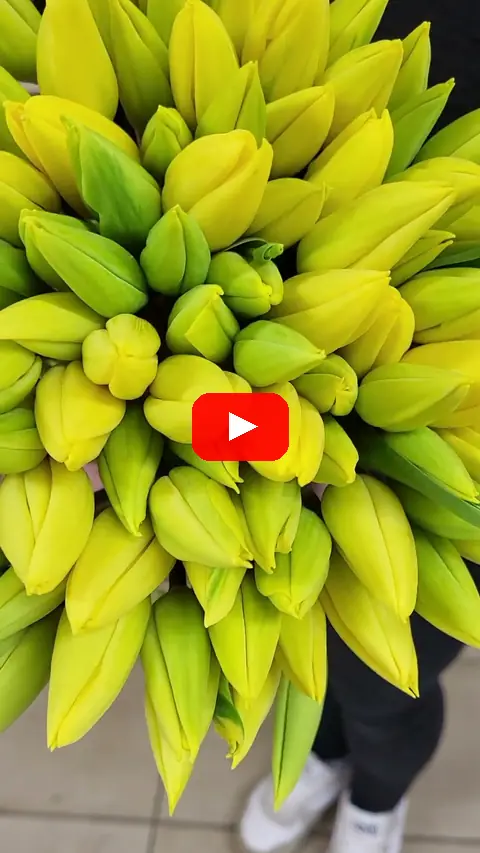 Video: Kytice 100 TULIPA EN STRONG GOLD