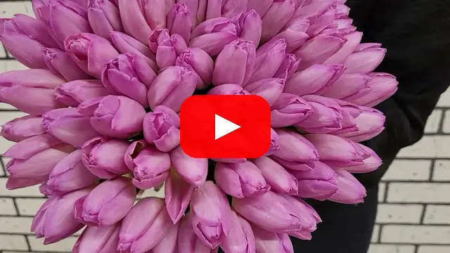 Video: Kytice 100 TULIPA EN SUGAR PRINCE