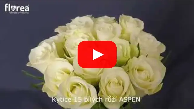 Video: Kytice 15 bílých růží ASPEN