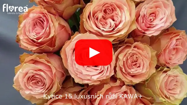 Video: Kytice 15 luxusních růží KAWA+