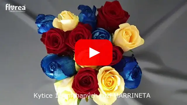 Video: Kytice 15 míchaných růží MARRINETA