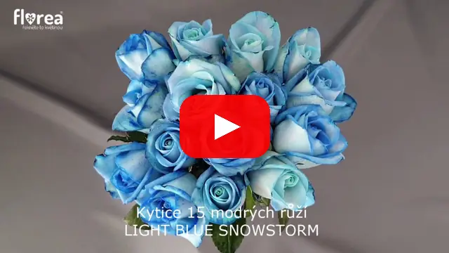 Video: Kytice 15 modrých růží LIGHT BLUE SNOWSTORM