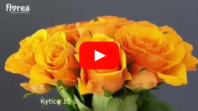 Video: Kytice 15 oranžových růží TYCOON