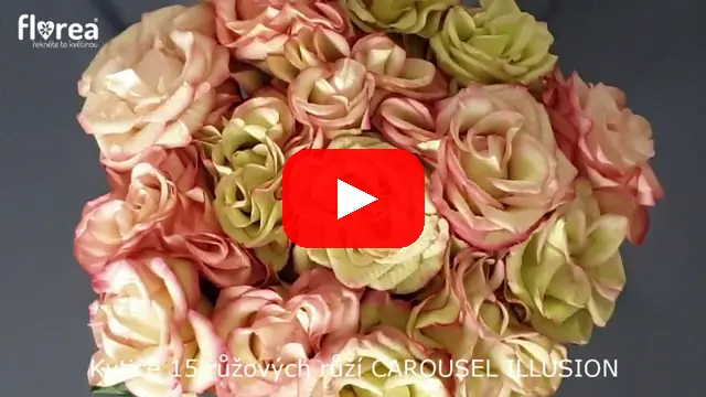 Video: Kytice 15 růžových růží CAROUSEL ILLUSION