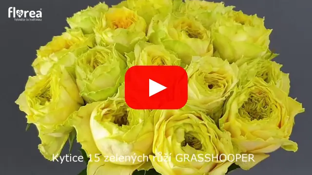 Video: Kytice 15 zelených růží GRASSHOOPER