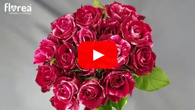 Video: Kytice 15 žíhaných růží RED STORM