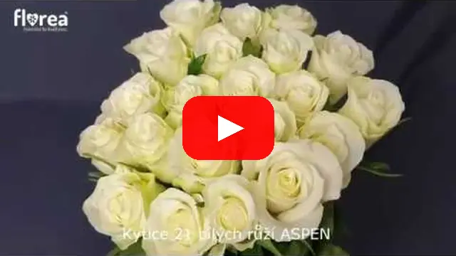 Video: Kytice 21 bílých růží ASPEN