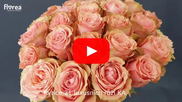 Video: Kytice 21 luxusních růží KAWA+