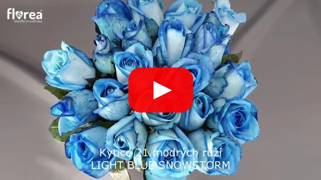 Video: Kytice 21 modrých růží LIGHT BLUE SNOWSTORM