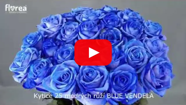 Video: Kytice 25 modrých růží BLUE VENDELA