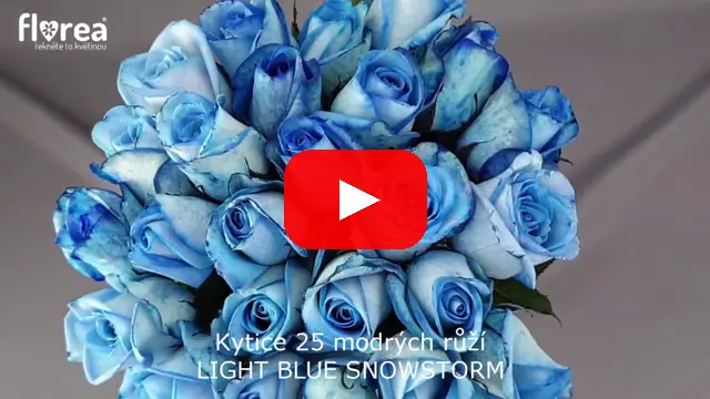 Video: Kytice 25 modrých růží LIGHT BLUE SNOWSTORM